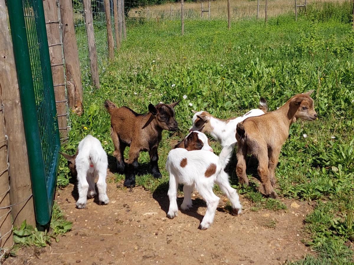Ferme Des Petites Oreilles 4 Etoiles Montignac-Lascaux Buitenkant foto
