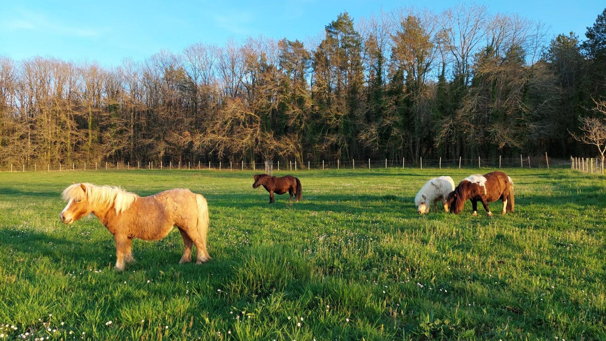 Ferme Des Petites Oreilles 4 Etoiles Montignac-Lascaux Buitenkant foto