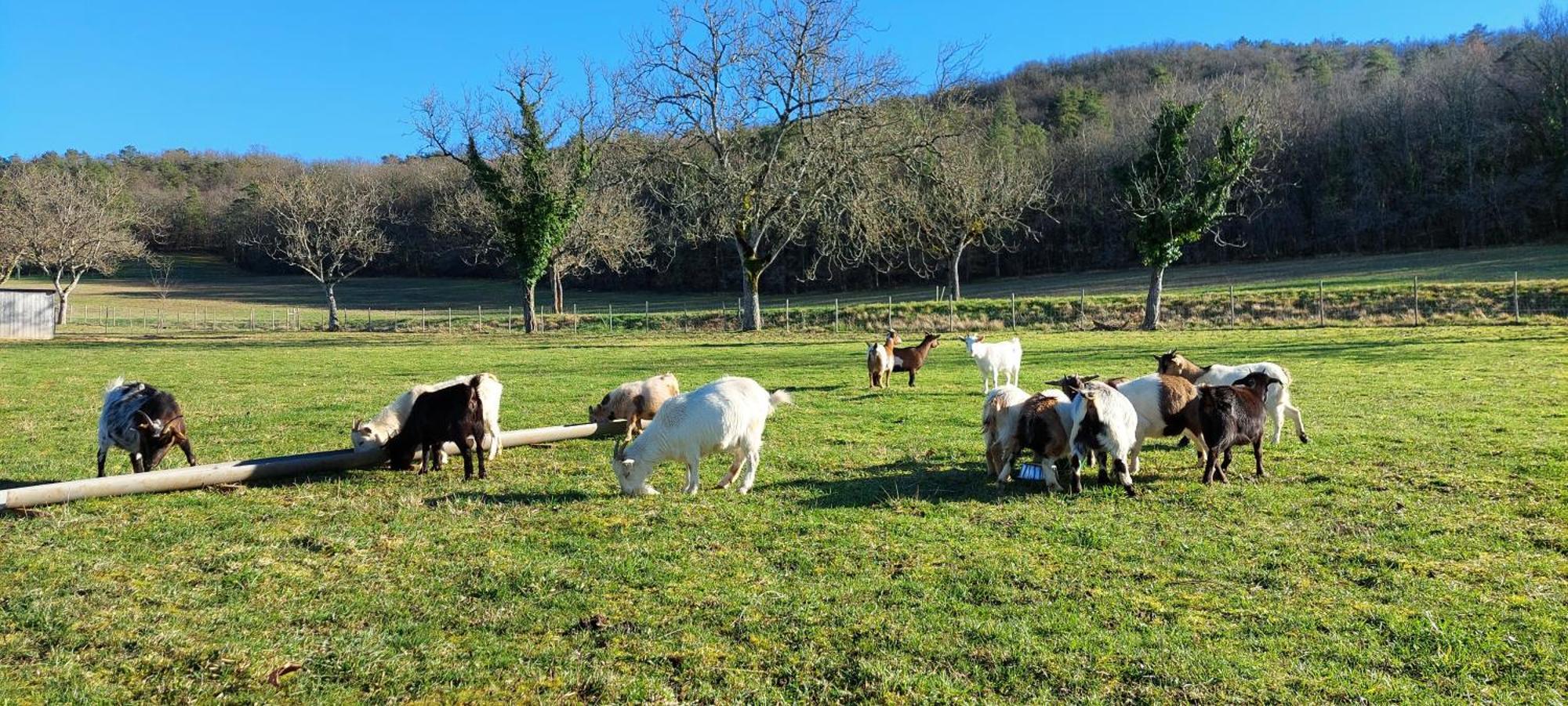 Ferme Des Petites Oreilles 4 Etoiles Montignac-Lascaux Buitenkant foto