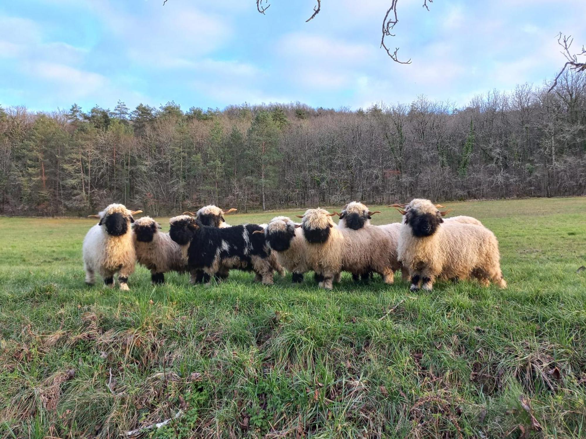 Ferme Des Petites Oreilles 4 Etoiles Montignac-Lascaux Buitenkant foto