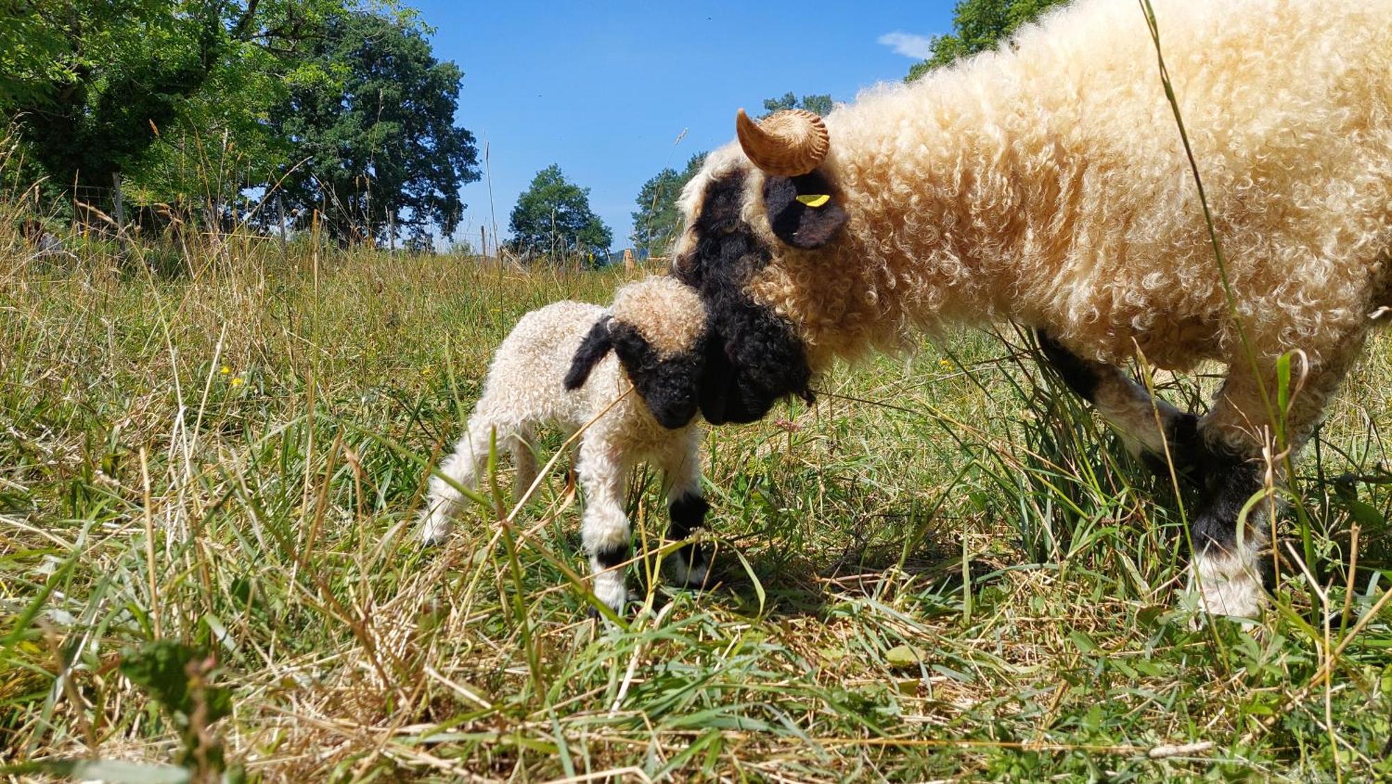 Ferme Des Petites Oreilles 4 Etoiles Montignac-Lascaux Buitenkant foto